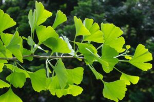 g1149-gingko